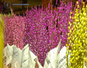 Cách bảo quản nụ tầm xuân