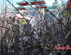 Đặc điểm và kỹ thuật cây tầm xuân