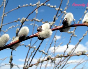 Dịch vụ mua hoa tầm xuân online