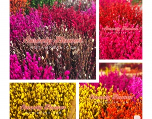 Nụ tầm xuân của tôi ?