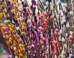 Vị thuốc từ cây tầm xuân