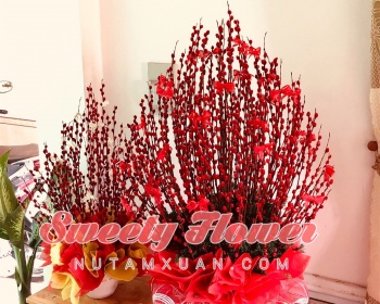 Chậu để bàn 005