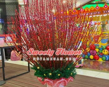 Nụ tầm xuân 36 (Mẫu AEON MALL)